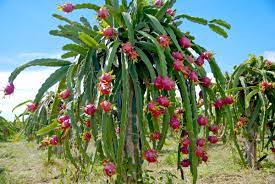 cactus pitaya