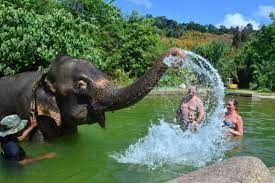 éléphants de Khao Sok